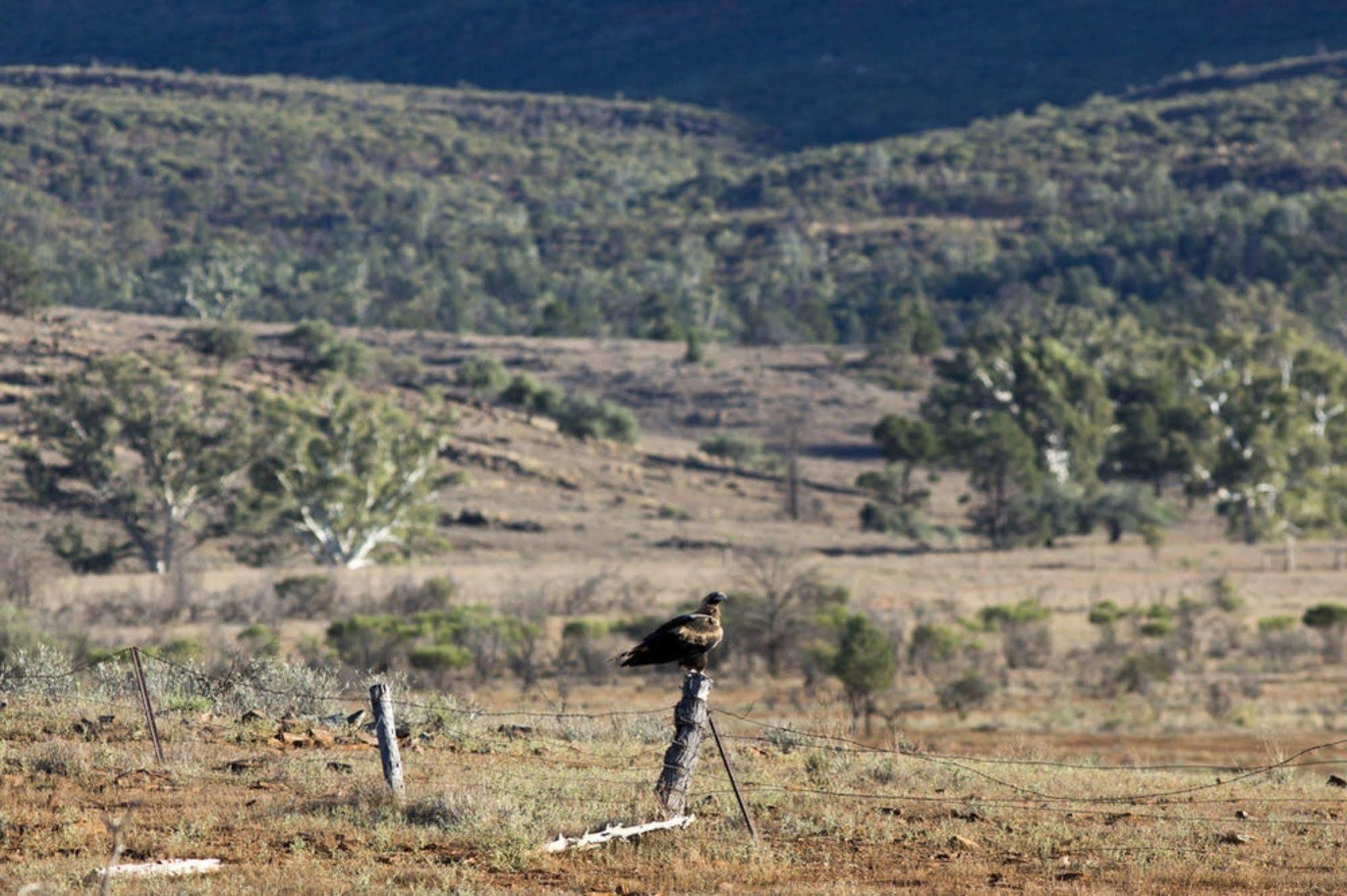 Hotel Rawnsley Park Station Flinders Ranges Exterior foto